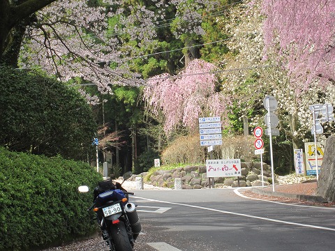 大雄山の桜